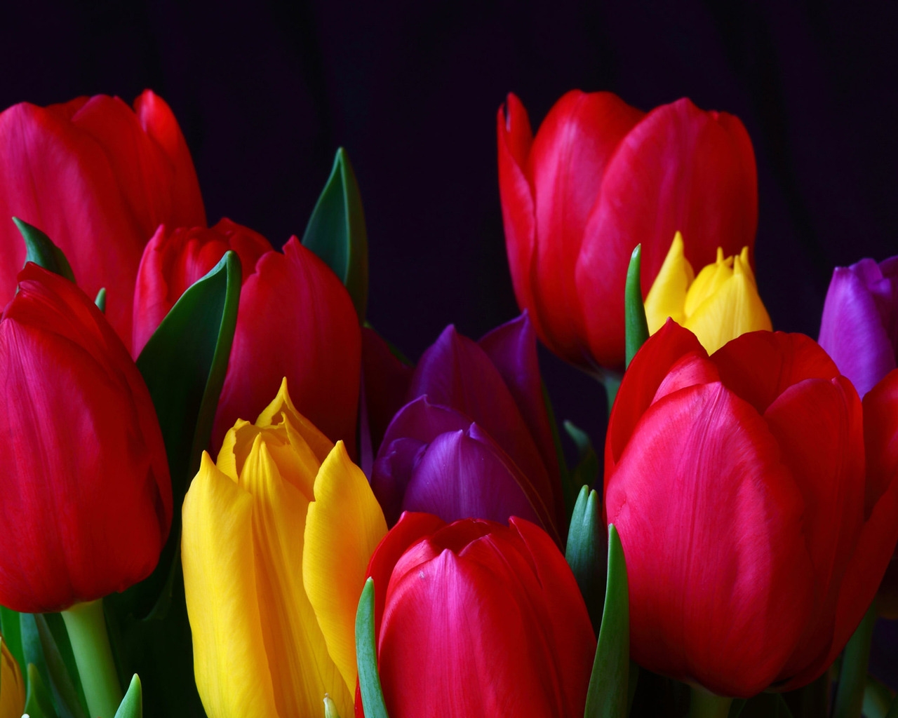 Colourful Tulips for 1280 x 1024 resolution