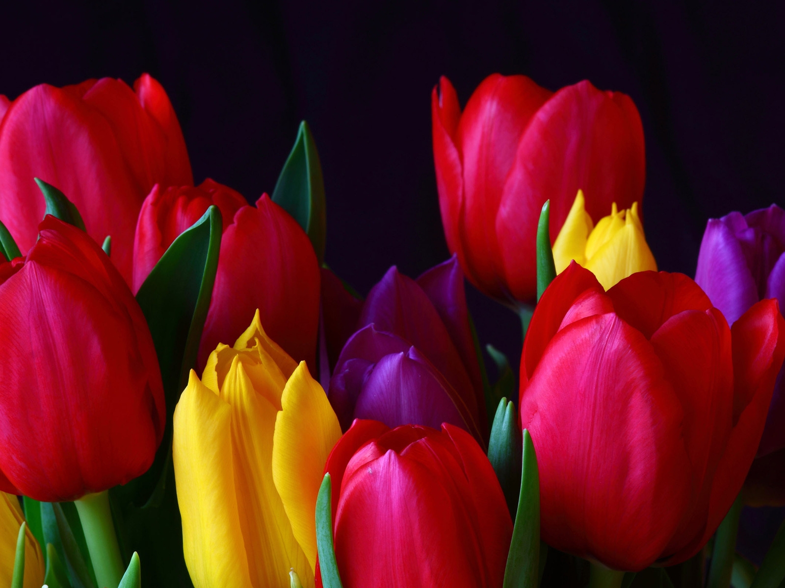 Colourful Tulips for 1600 x 1200 resolution
