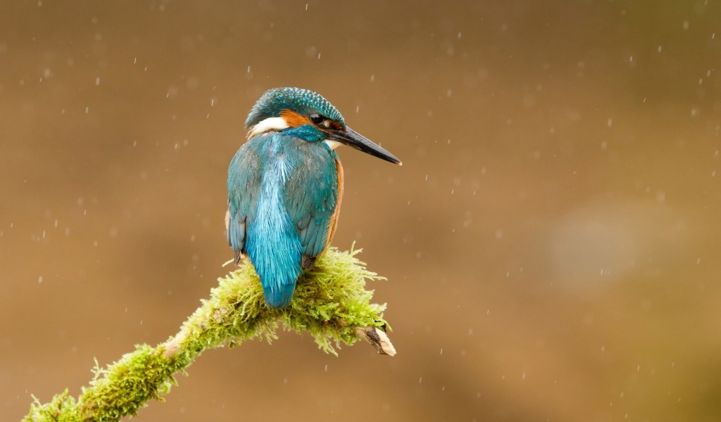 Common Kingfisher for 1024 x 600 widescreen resolution