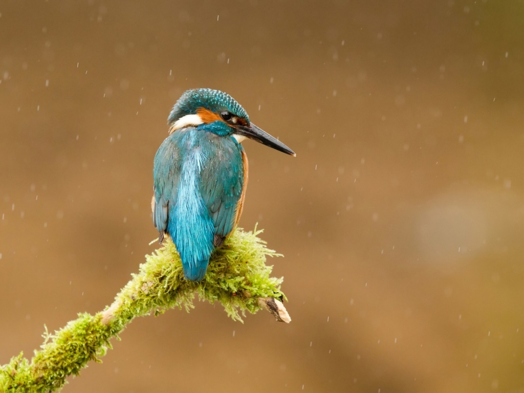 Common Kingfisher for 1024 x 768 resolution
