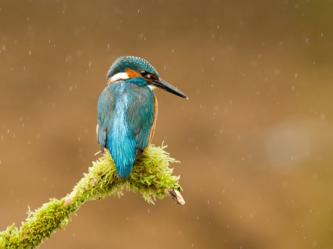 Common Kingfisher for 1152 x 864 resolution