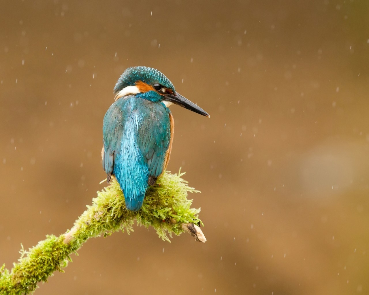 Common Kingfisher for 1280 x 1024 resolution