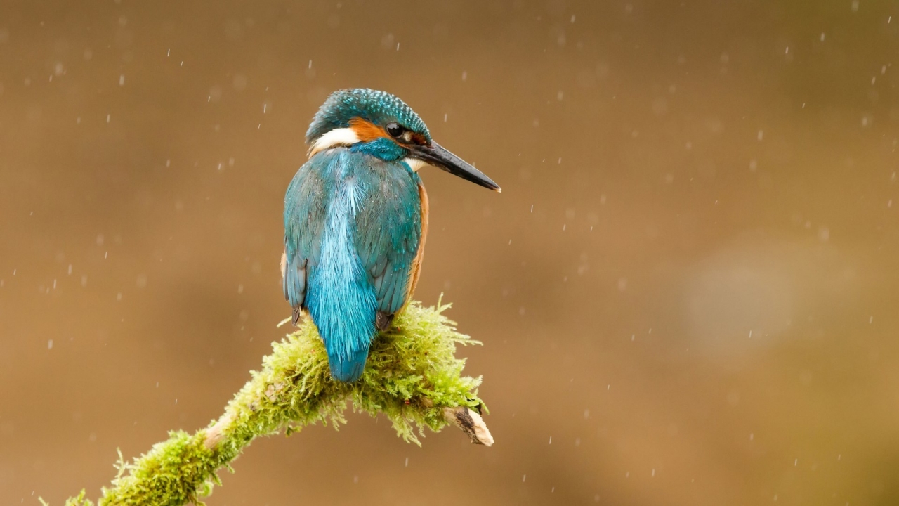 Common Kingfisher for 1280 x 720 HDTV 720p resolution