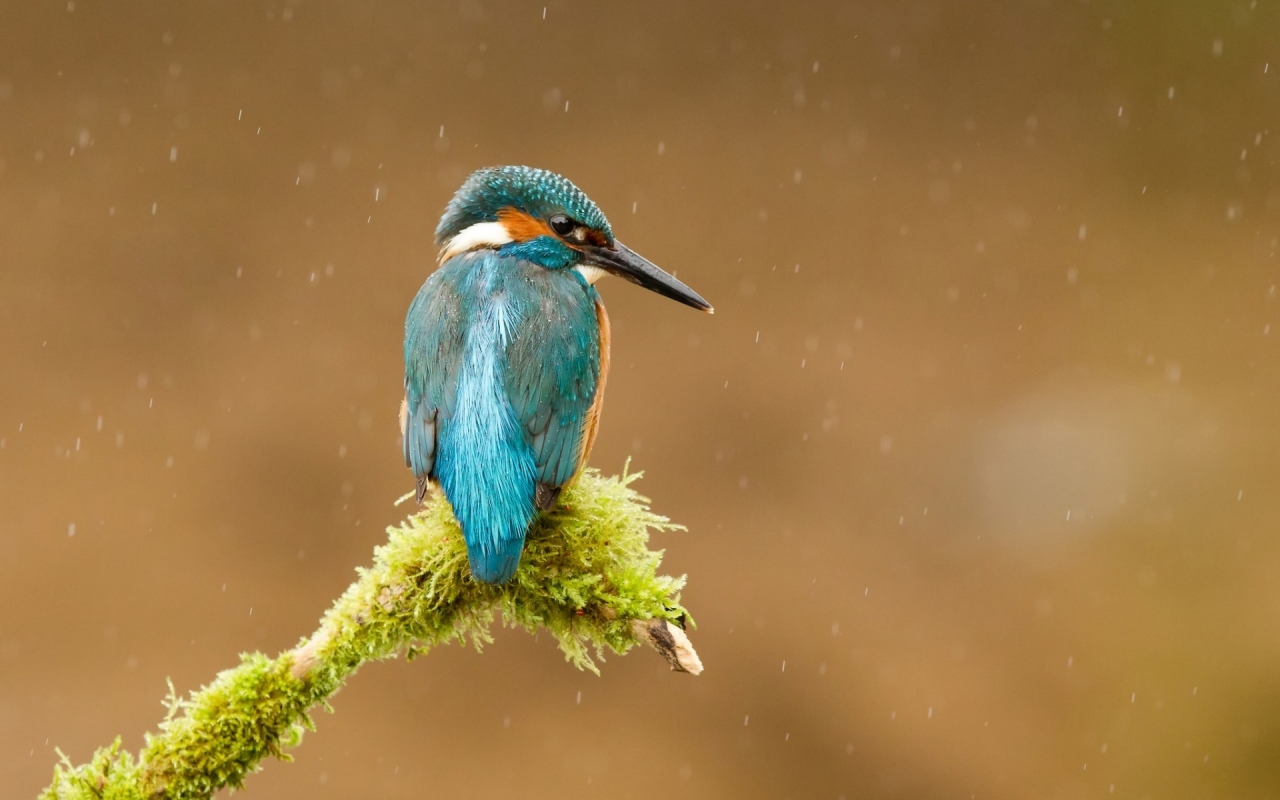 Common Kingfisher for 1280 x 800 widescreen resolution