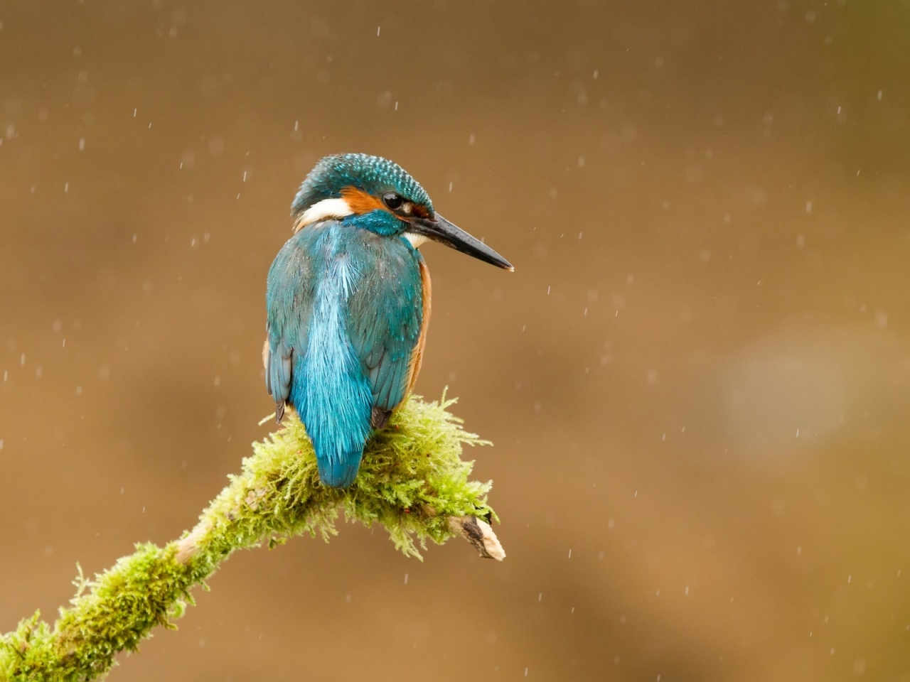 Common Kingfisher for 1280 x 960 resolution
