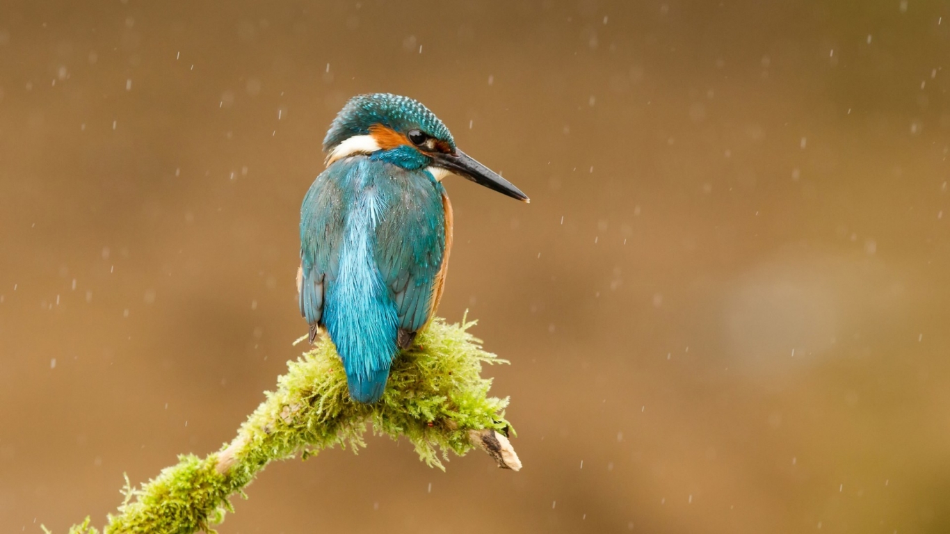 Common Kingfisher for 1366 x 768 HDTV resolution