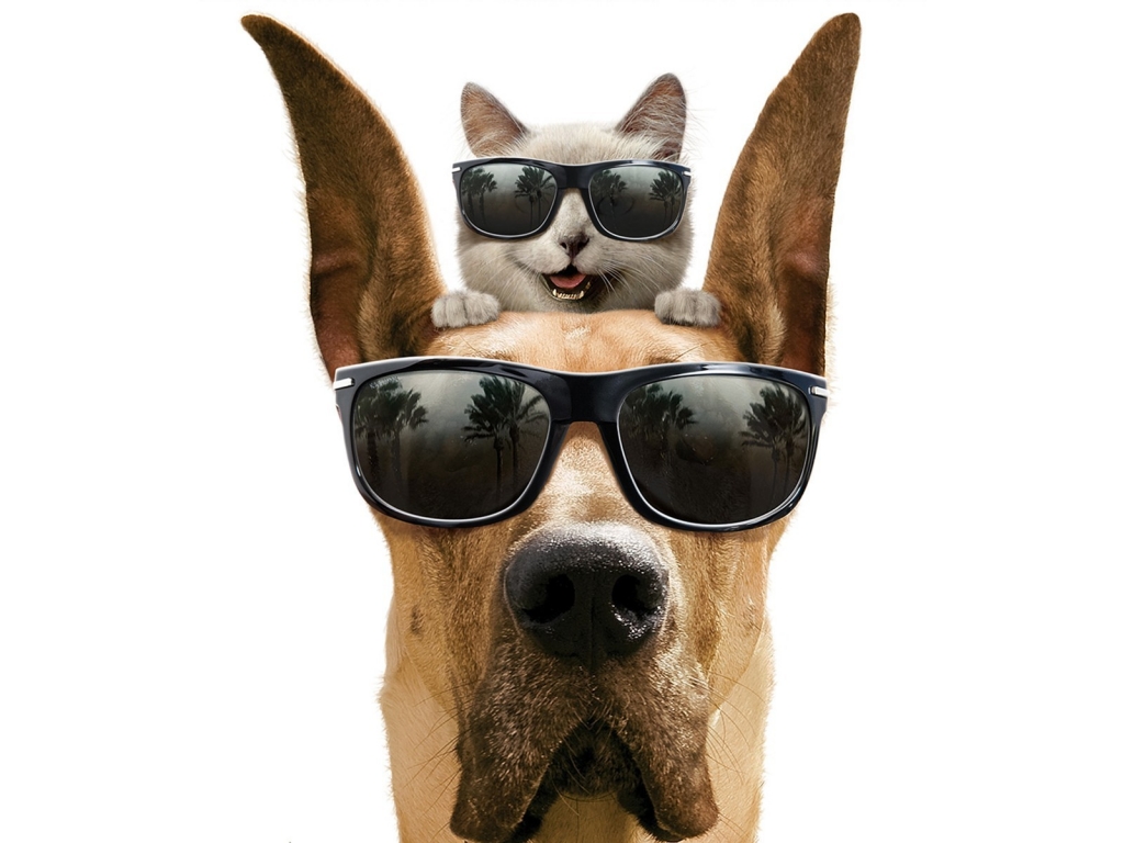 Cool Dog and Cat for 1024 x 768 resolution