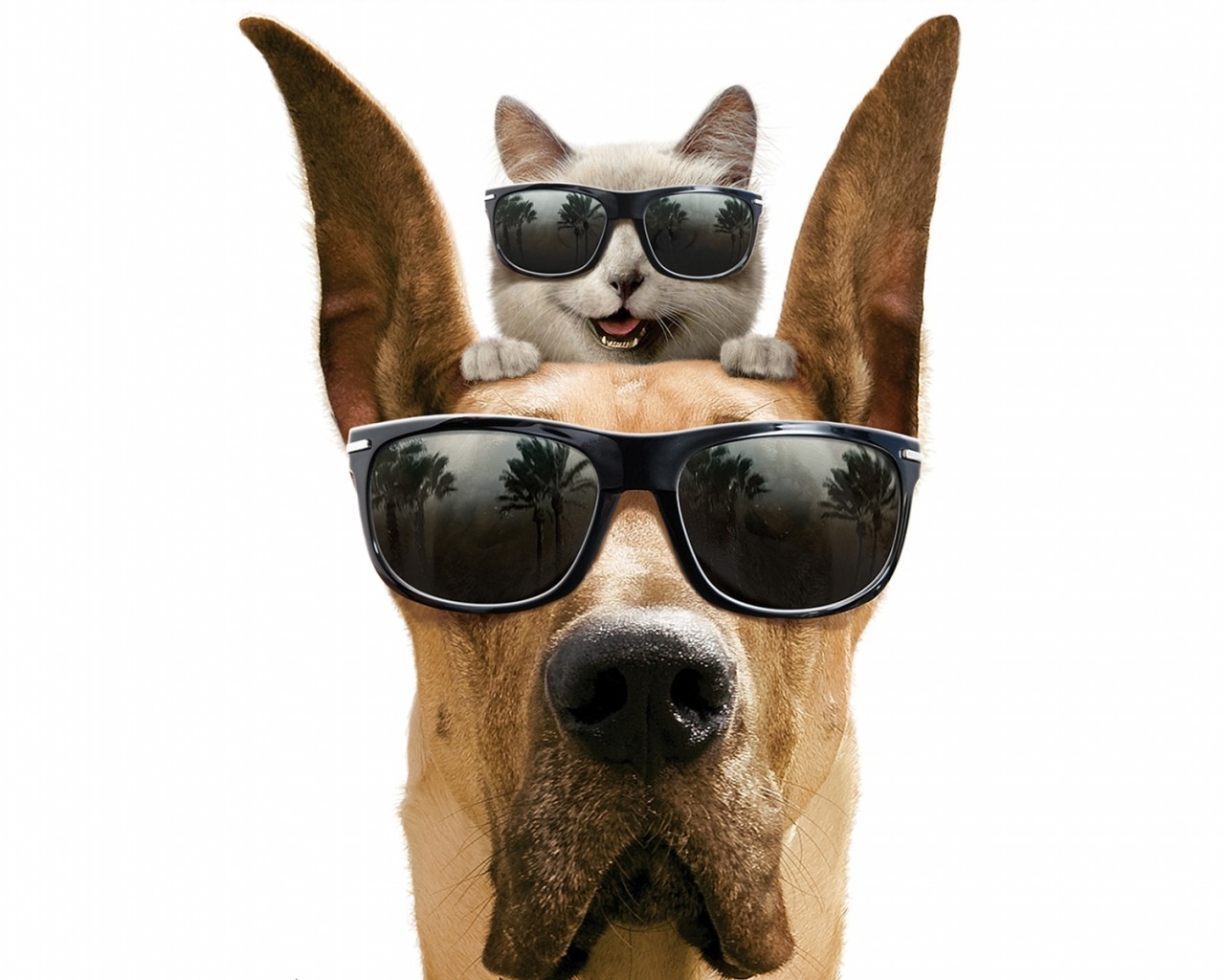 Cool Dog and Cat for 1280 x 1024 resolution