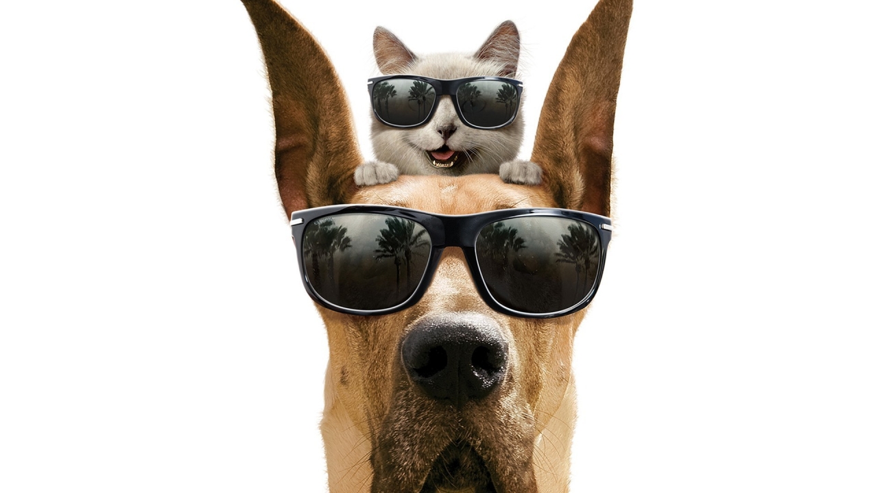 Cool Dog and Cat for 1280 x 720 HDTV 720p resolution