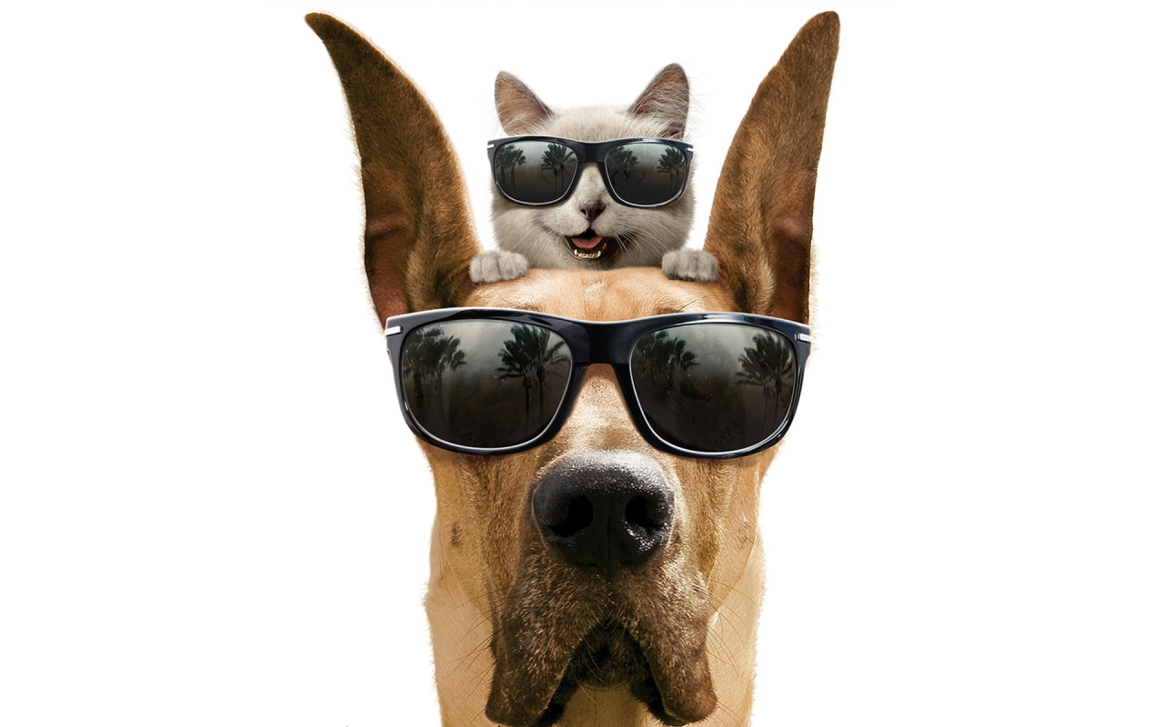Cool Dog and Cat for 1280 x 800 widescreen resolution