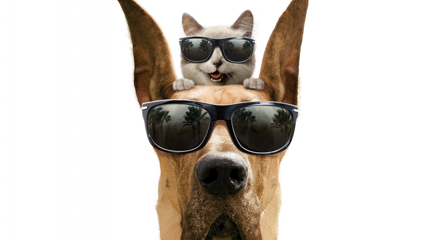 Cool Dog and Cat for 1366 x 768 HDTV resolution