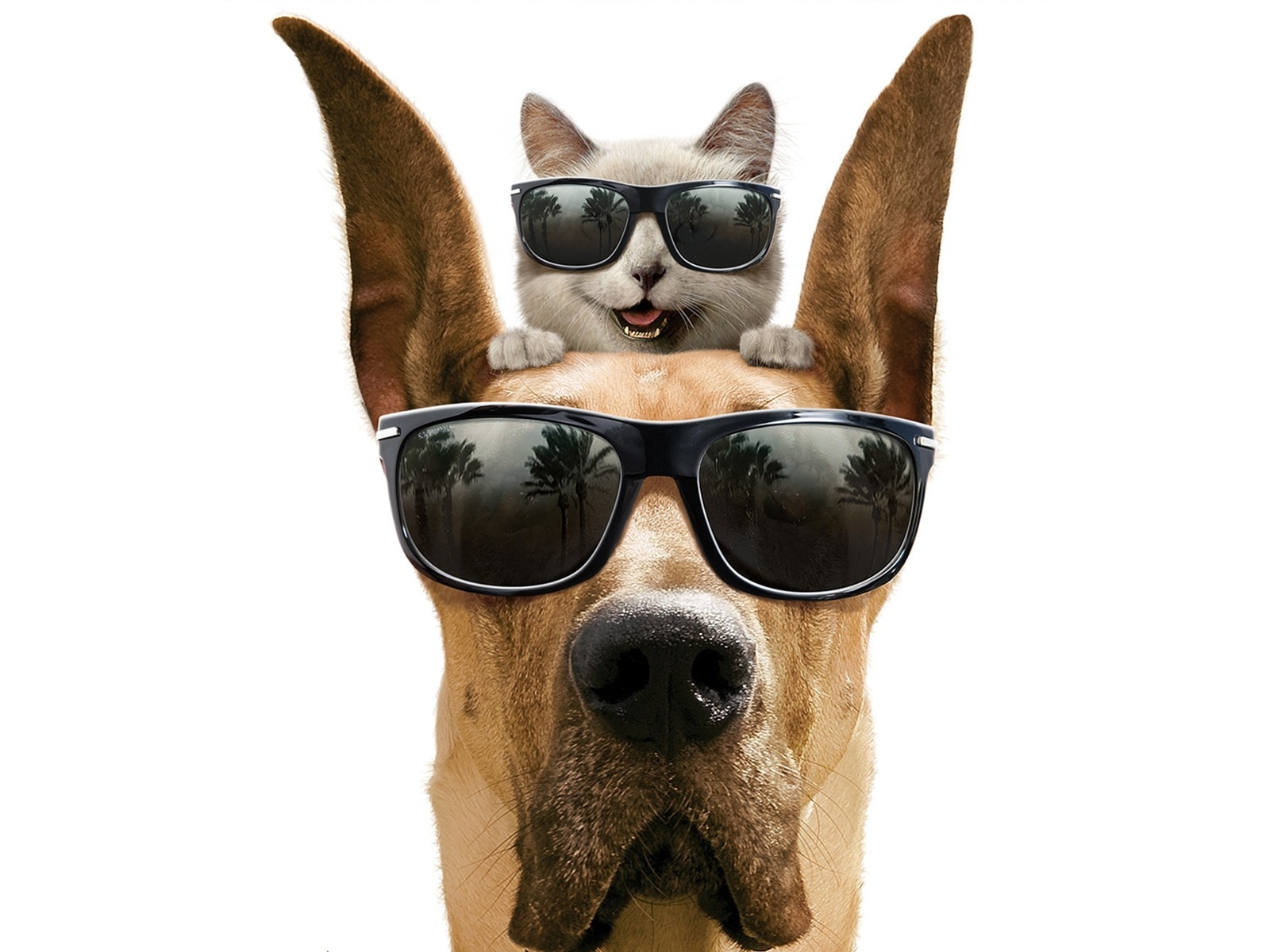 Cool Dog and Cat for 1600 x 1200 resolution