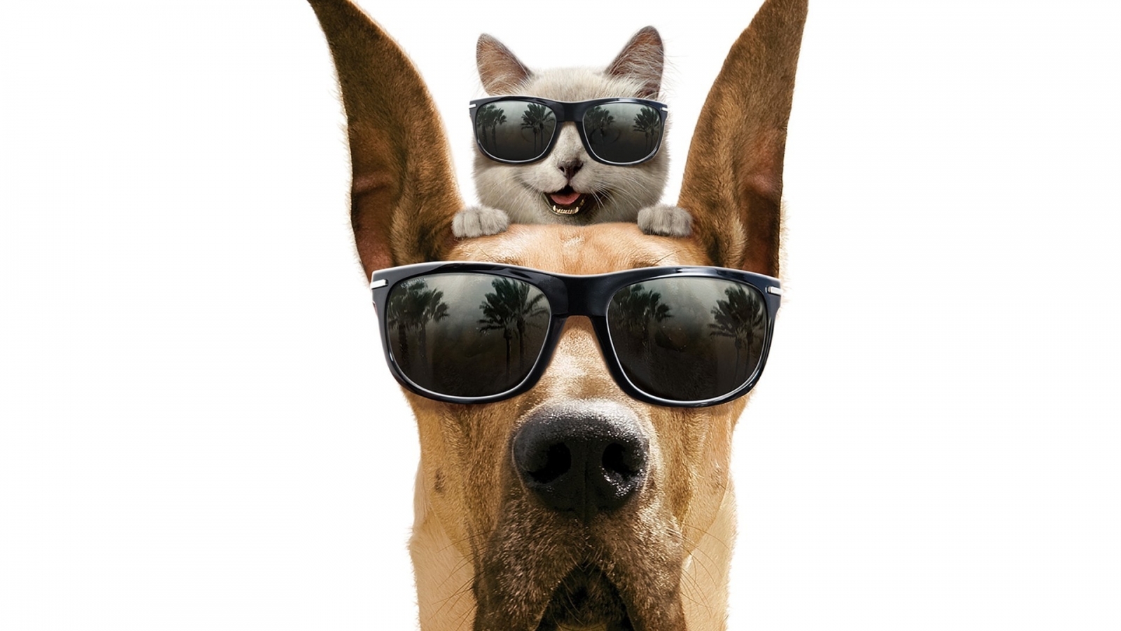 Cool Dog and Cat for 1600 x 900 HDTV resolution