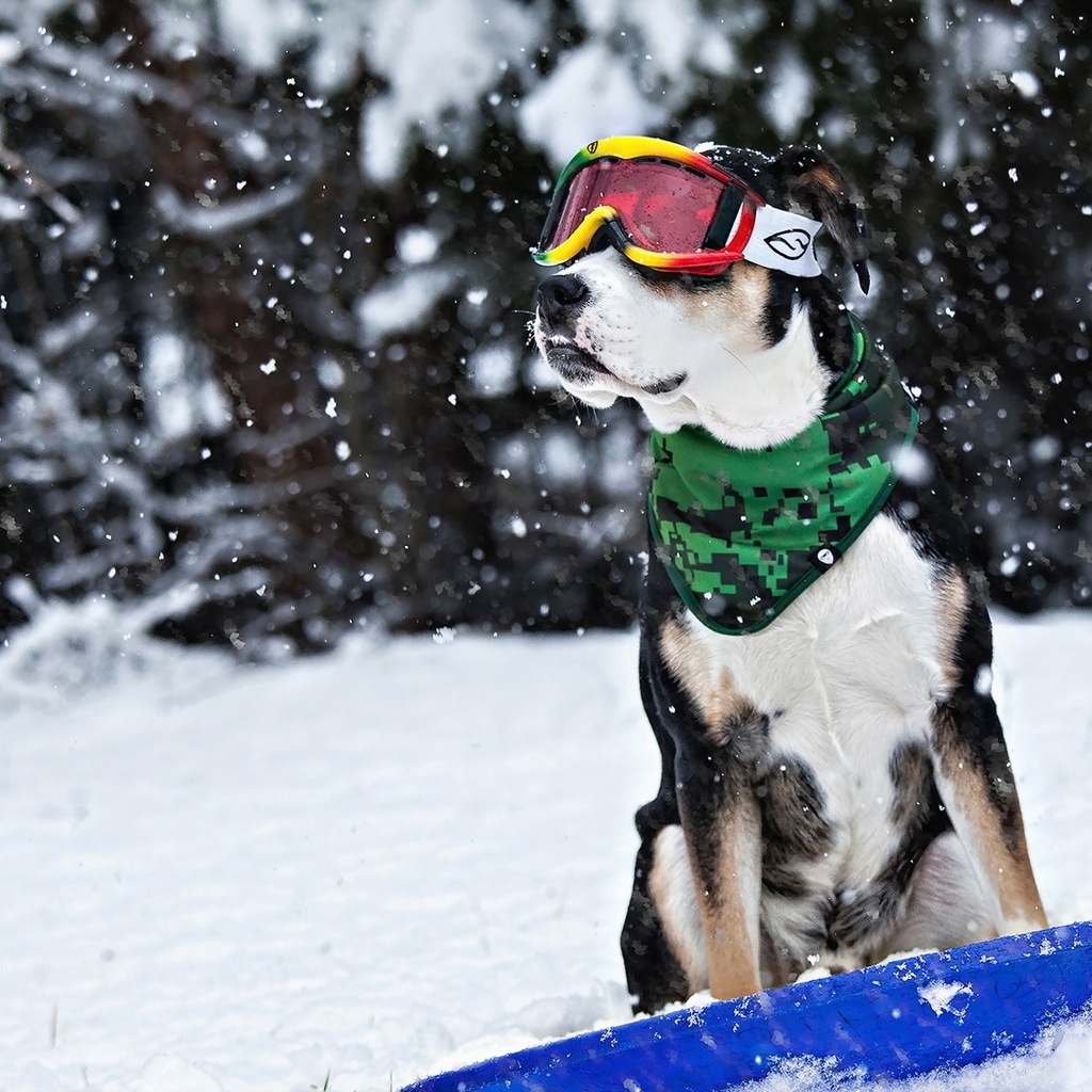 Cool Dog in Snow for 1024 x 1024 iPad resolution