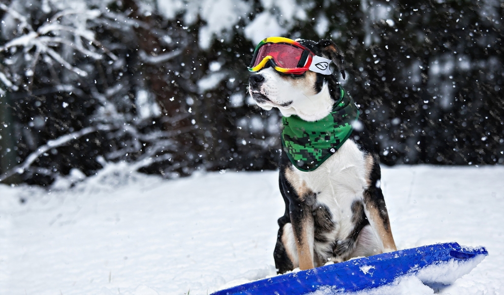 Cool Dog in Snow for 1024 x 600 widescreen resolution