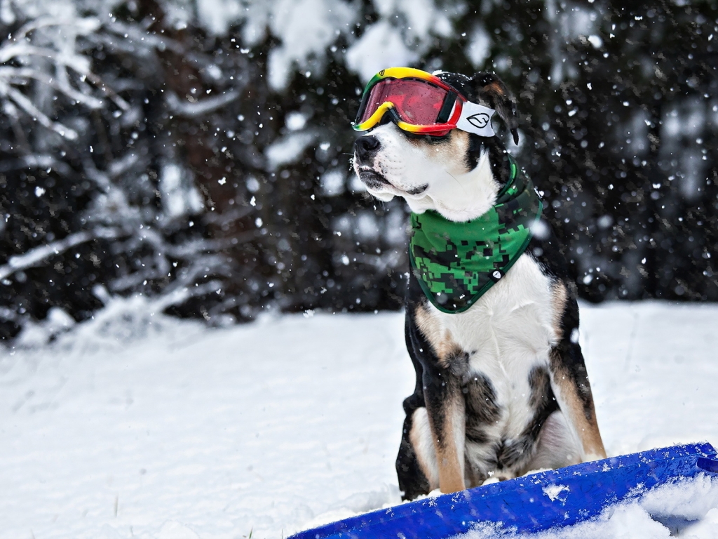 Cool Dog in Snow for 1024 x 768 resolution