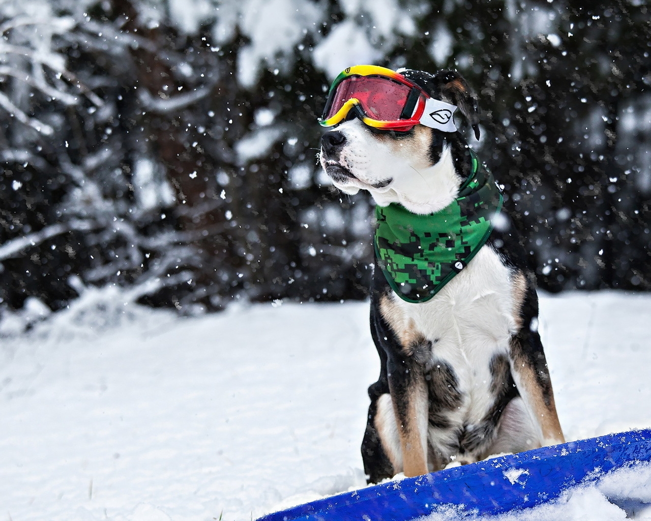 Cool Dog in Snow for 1280 x 1024 resolution