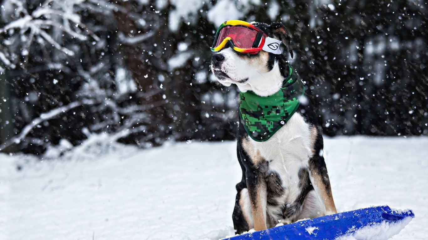 Cool Dog in Snow for 1366 x 768 HDTV resolution