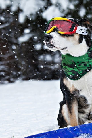 Cool Dog in Snow for 320 x 480 iPhone resolution