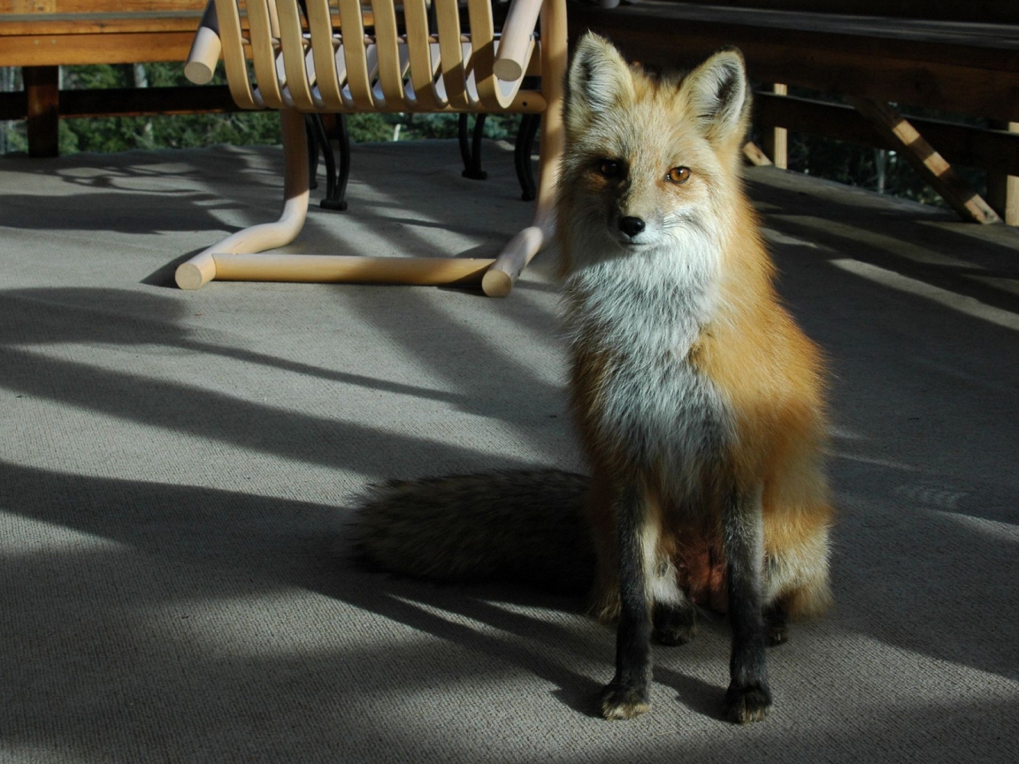Cool Fox for 1152 x 864 resolution
