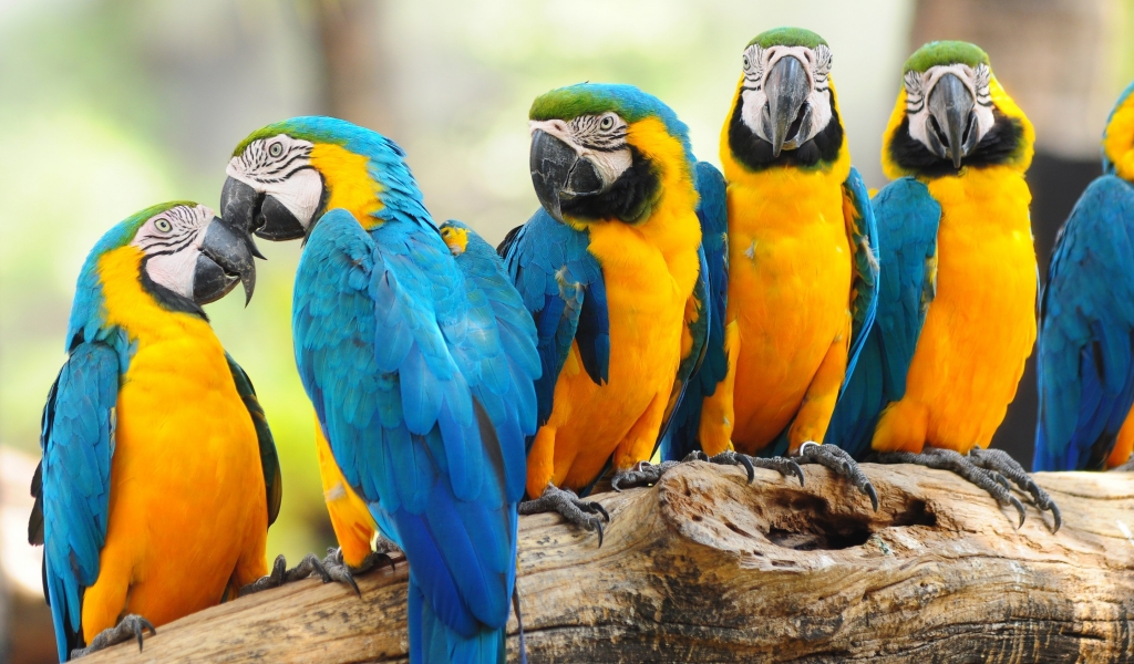 Cool Parrots for 1024 x 600 widescreen resolution