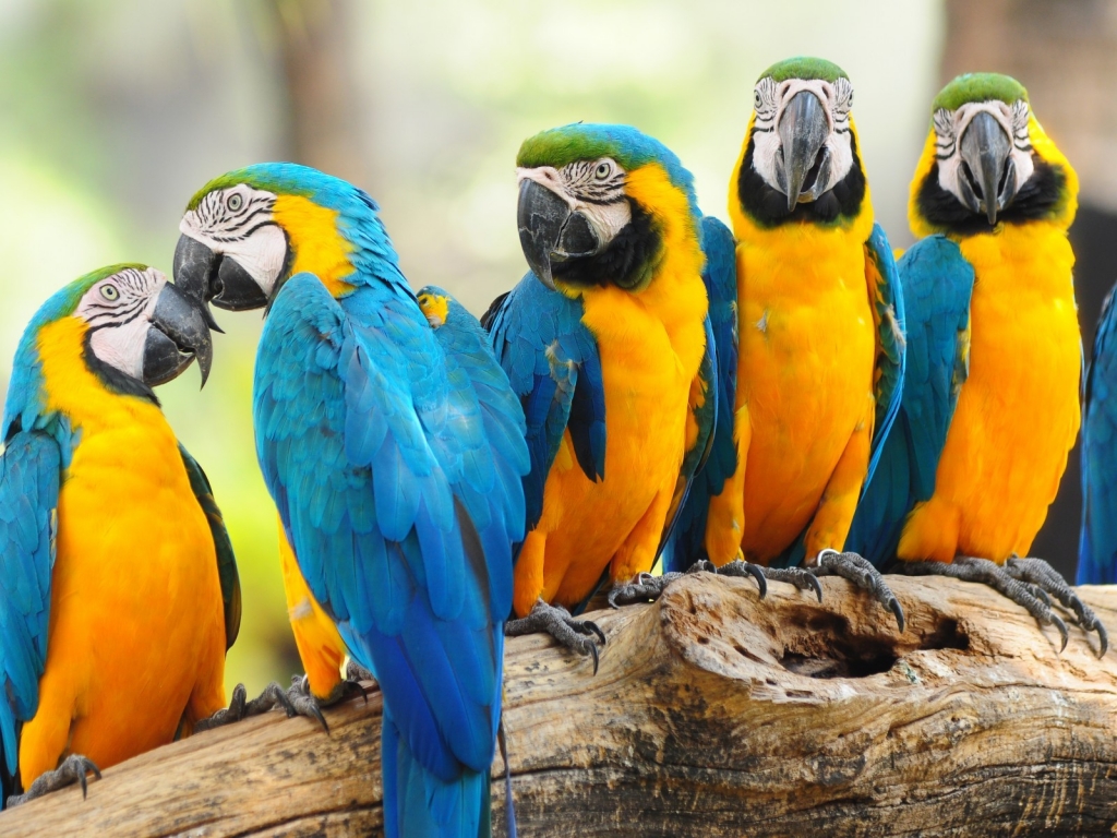 Cool Parrots for 1024 x 768 resolution