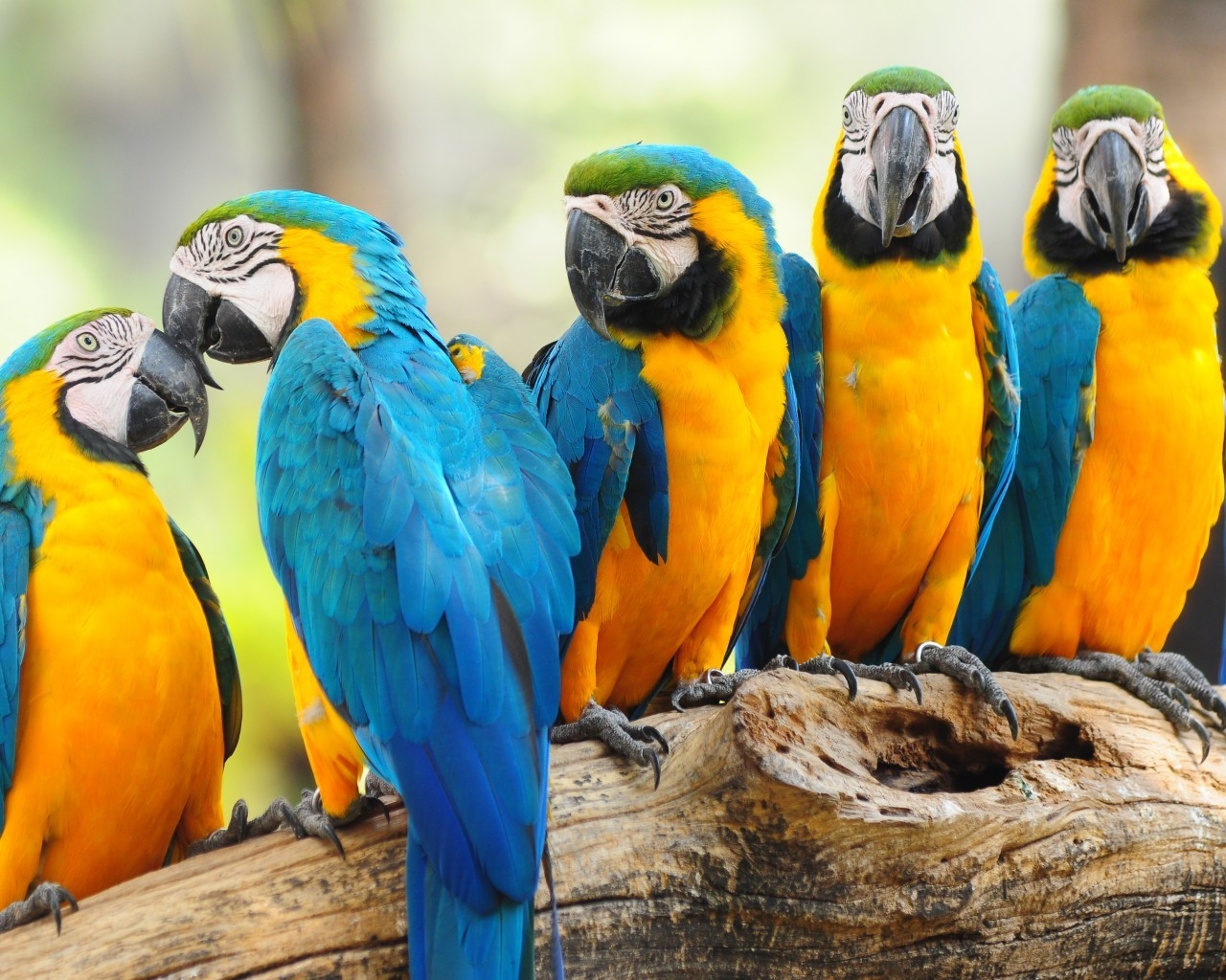 Cool Parrots for 1280 x 1024 resolution