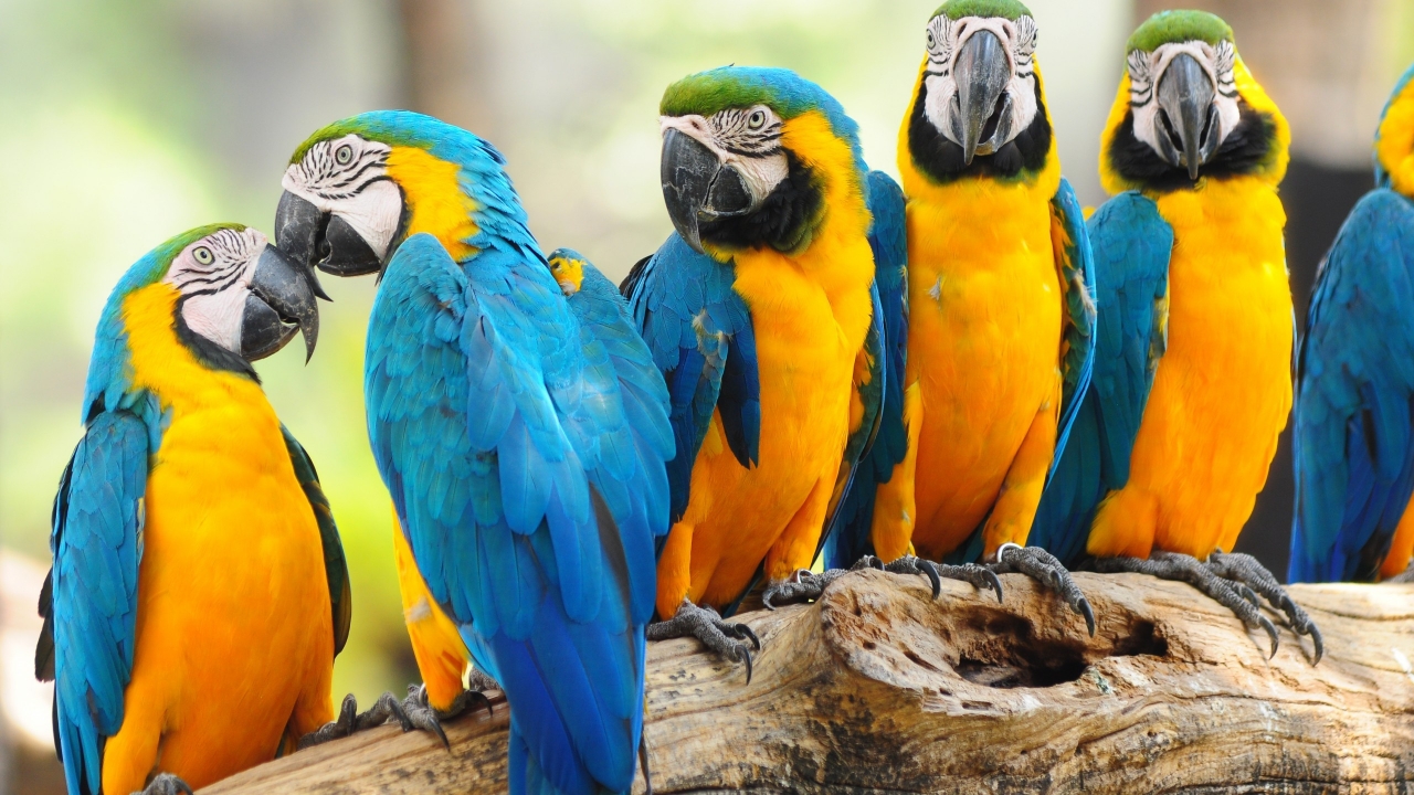 Cool Parrots for 1280 x 720 HDTV 720p resolution