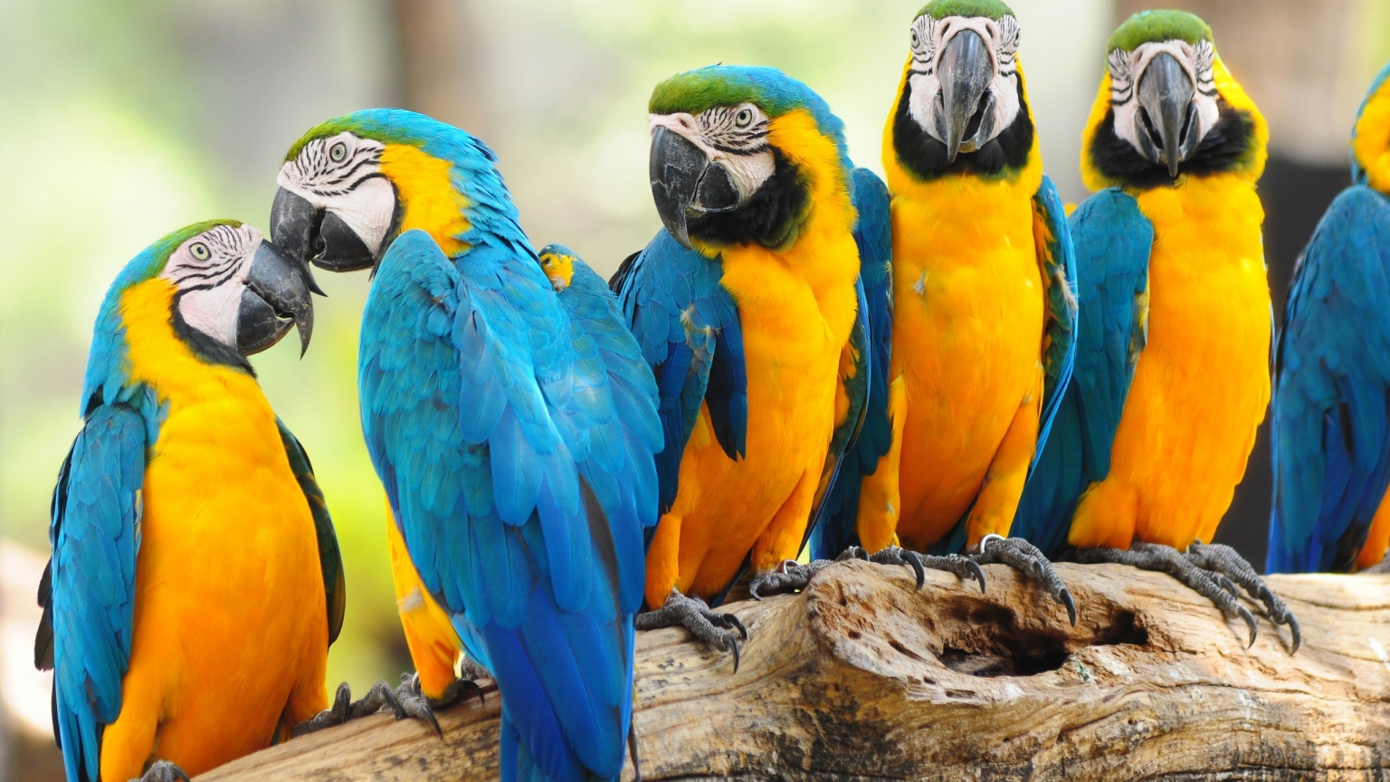 Cool Parrots for 1536 x 864 HDTV resolution