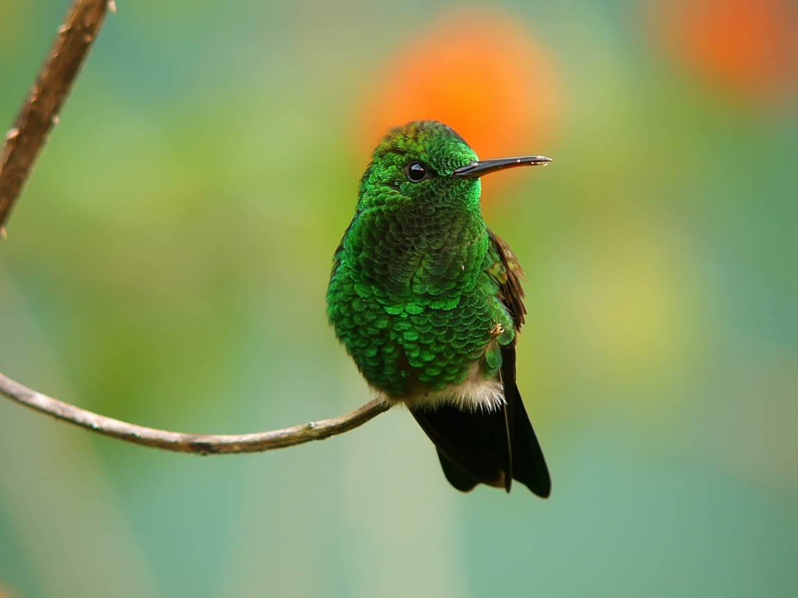 Copper-rumped Hummingbird for 1152 x 864 resolution