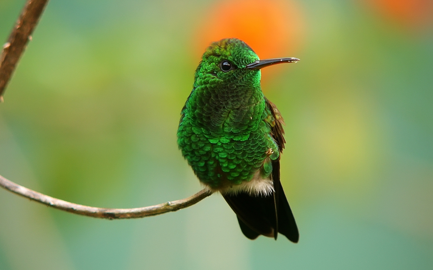 Copper-rumped Hummingbird for 1440 x 900 widescreen resolution