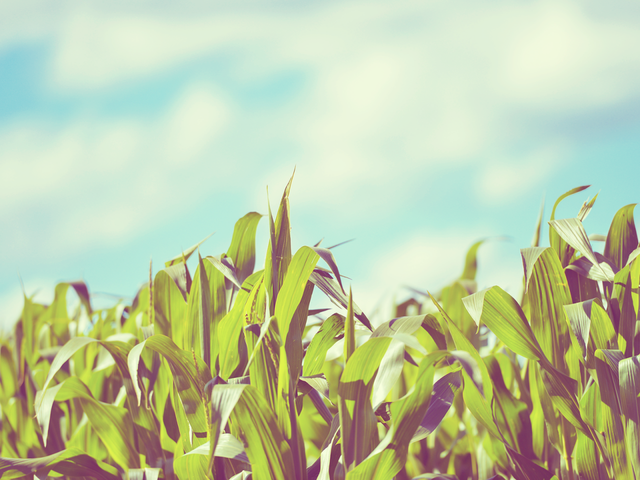 Corn Field for 1280 x 960 resolution