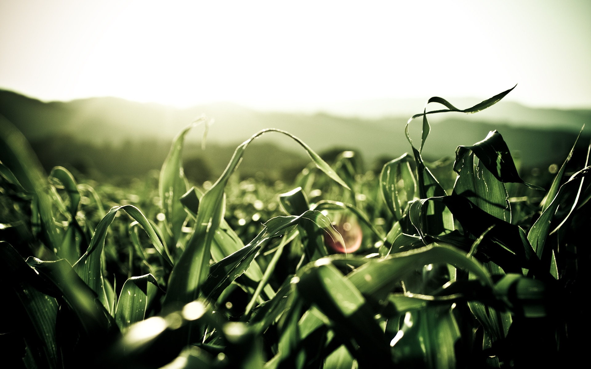 Corn Leaves for 1920 x 1200 widescreen resolution