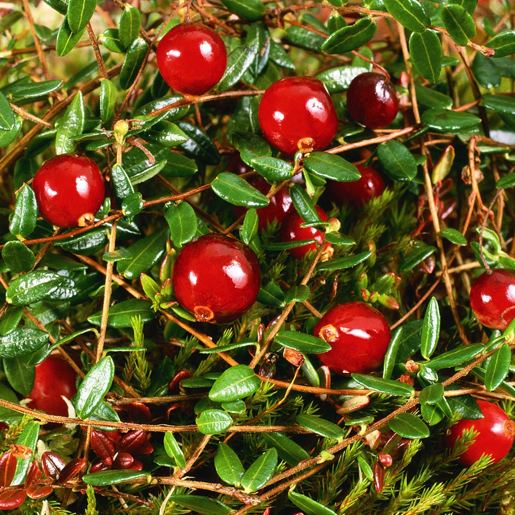 Cranberry for 1024 x 1024 iPad resolution