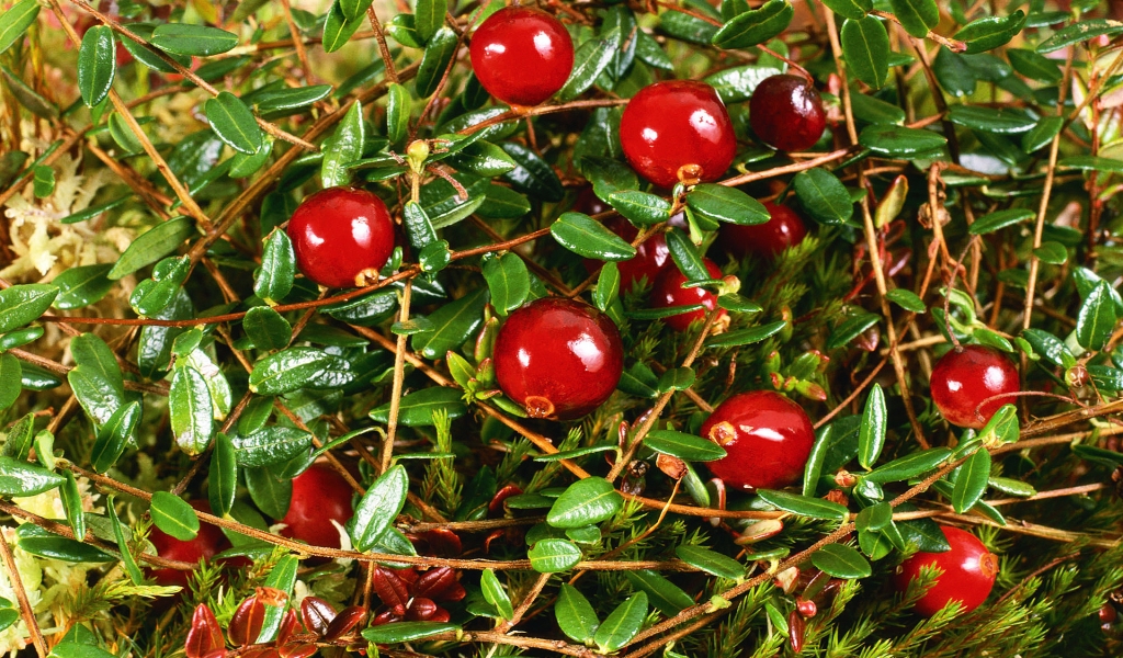 Cranberry for 1024 x 600 widescreen resolution