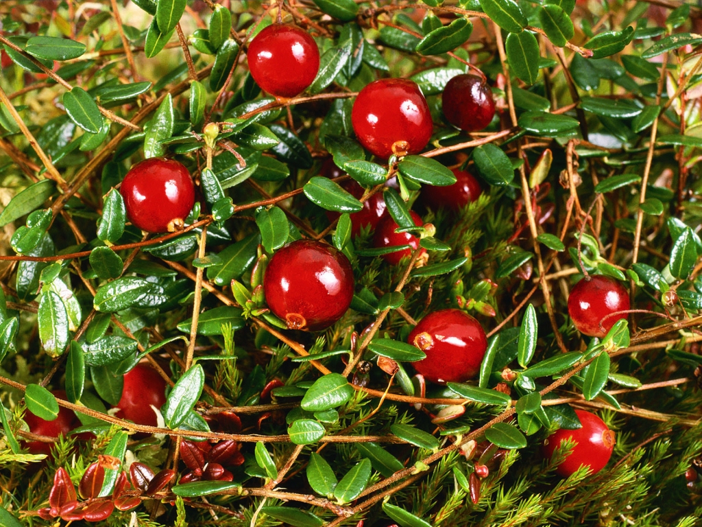 Cranberry for 1024 x 768 resolution