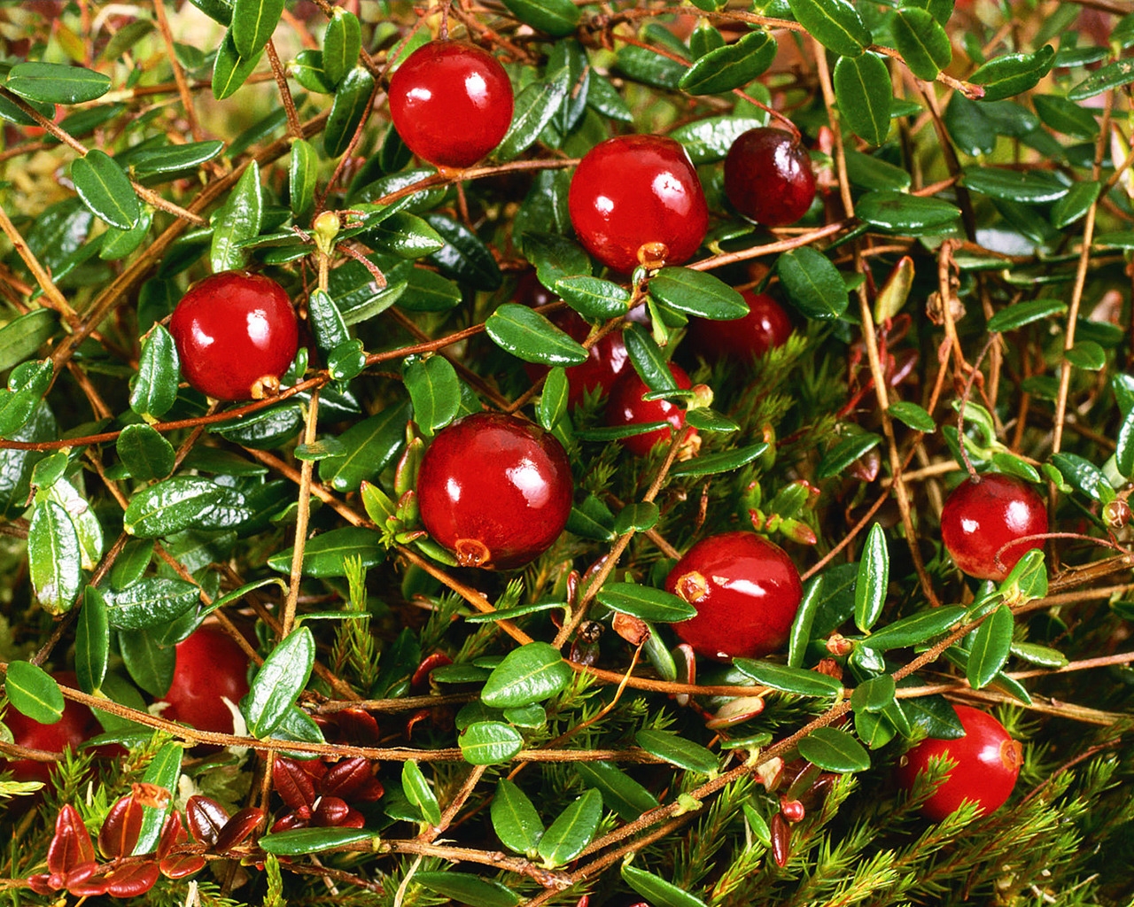 Cranberry for 1280 x 1024 resolution