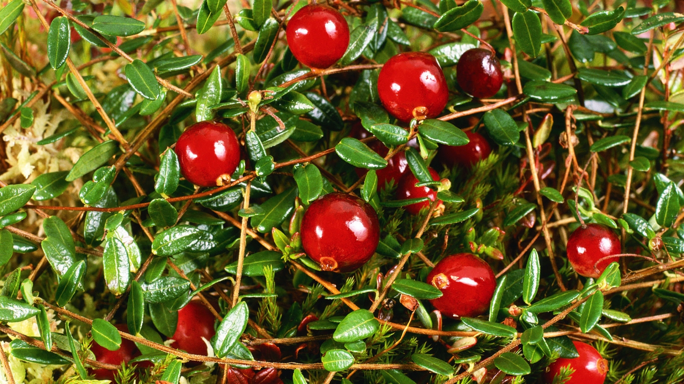 Cranberry for 1366 x 768 HDTV resolution