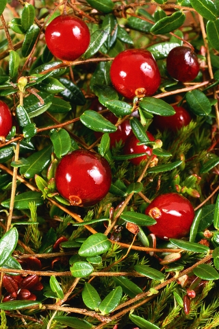 Cranberry for 320 x 480 iPhone resolution