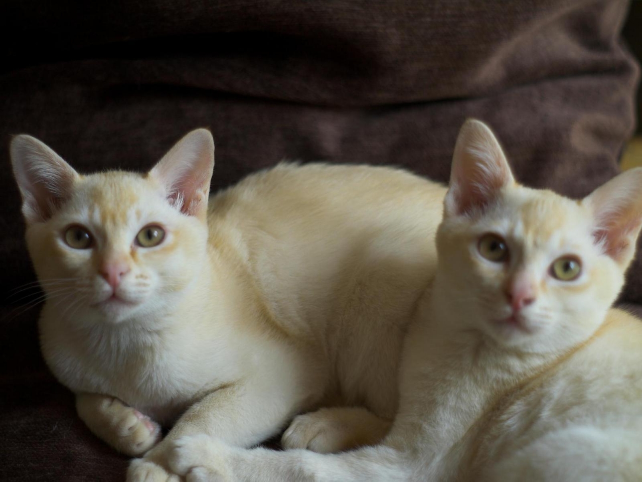 Crem Burmese Cats for 1280 x 960 resolution