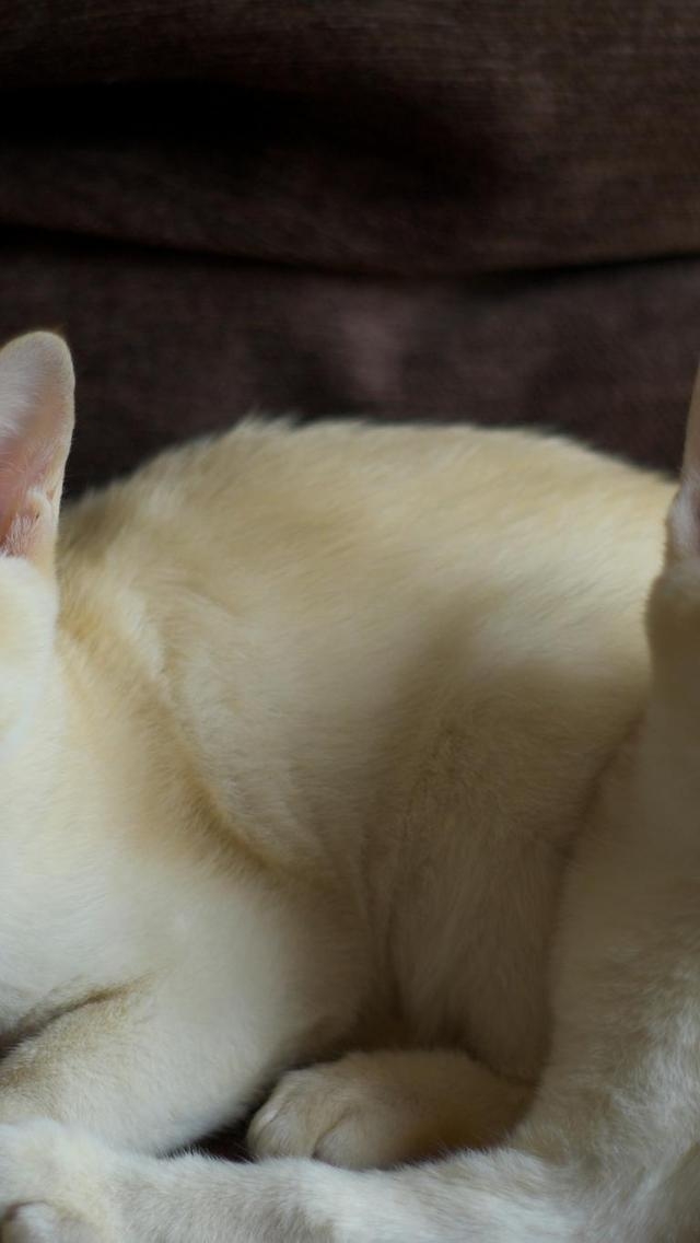 Crem Burmese Cats for 640 x 1136 iPhone 5 resolution