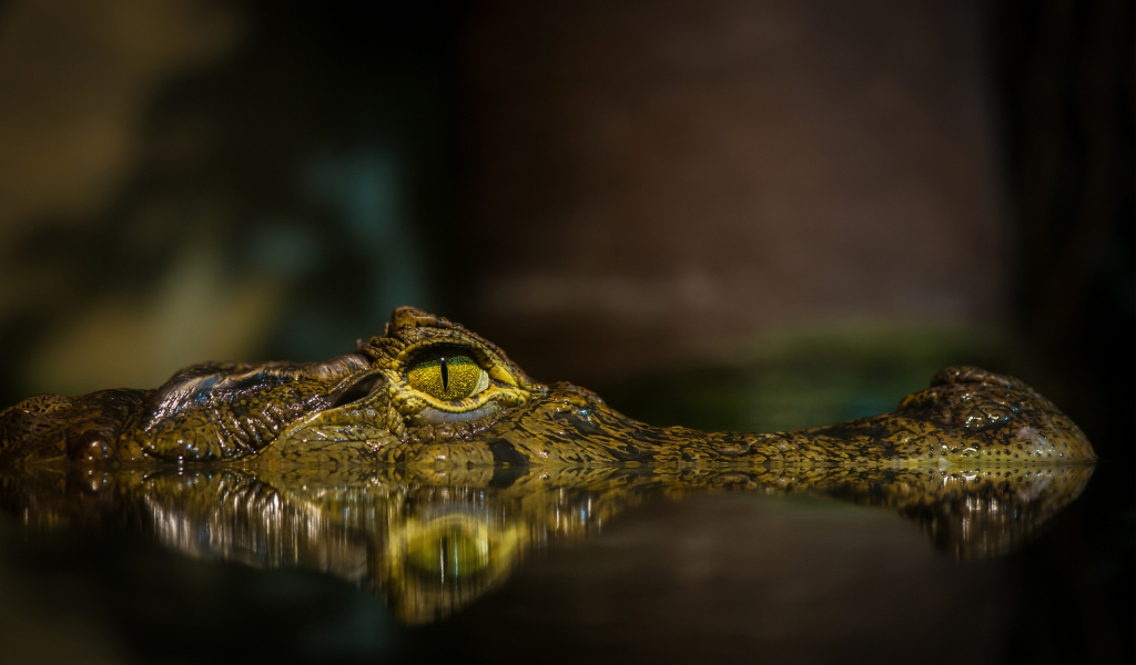 Crocodile for 1024 x 600 widescreen resolution