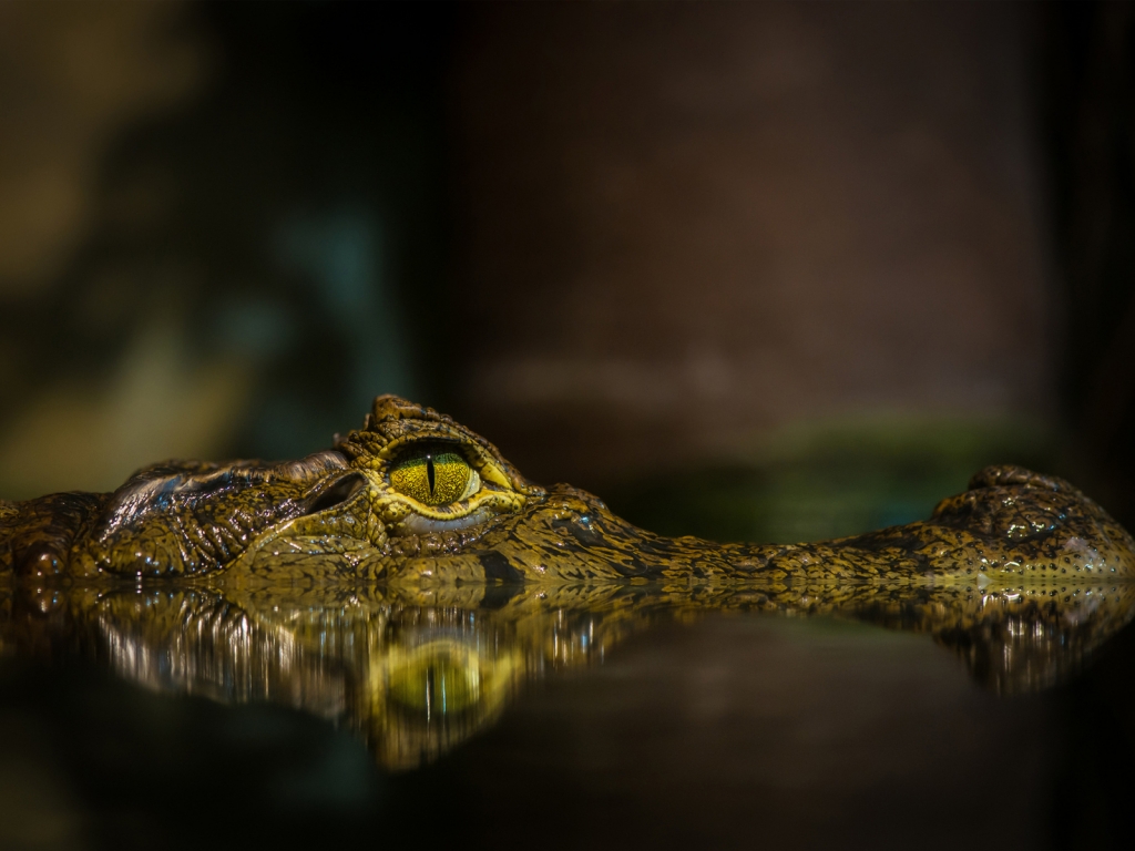 Crocodile for 1024 x 768 resolution