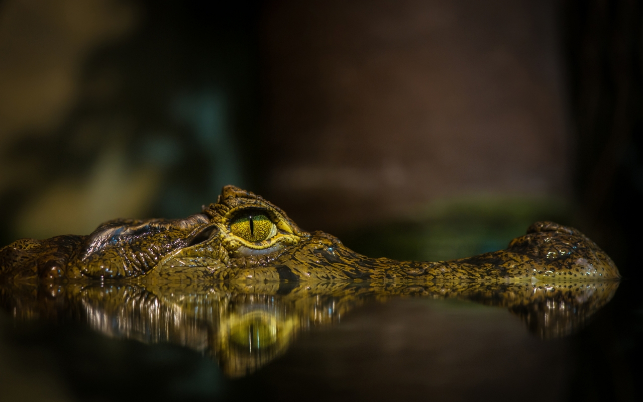 Crocodile for 1280 x 800 widescreen resolution