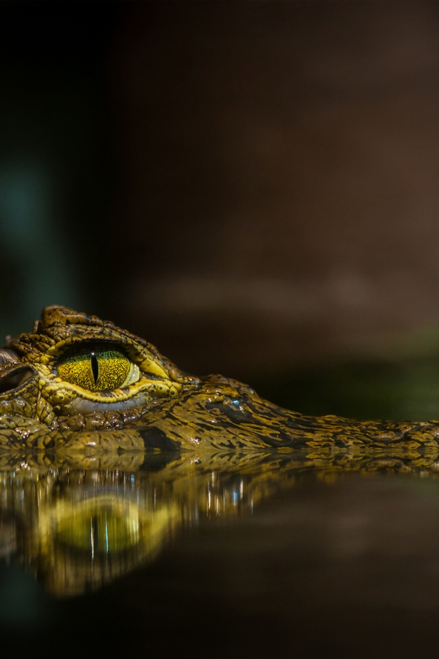 Crocodile for 640 x 960 iPhone 4 resolution
