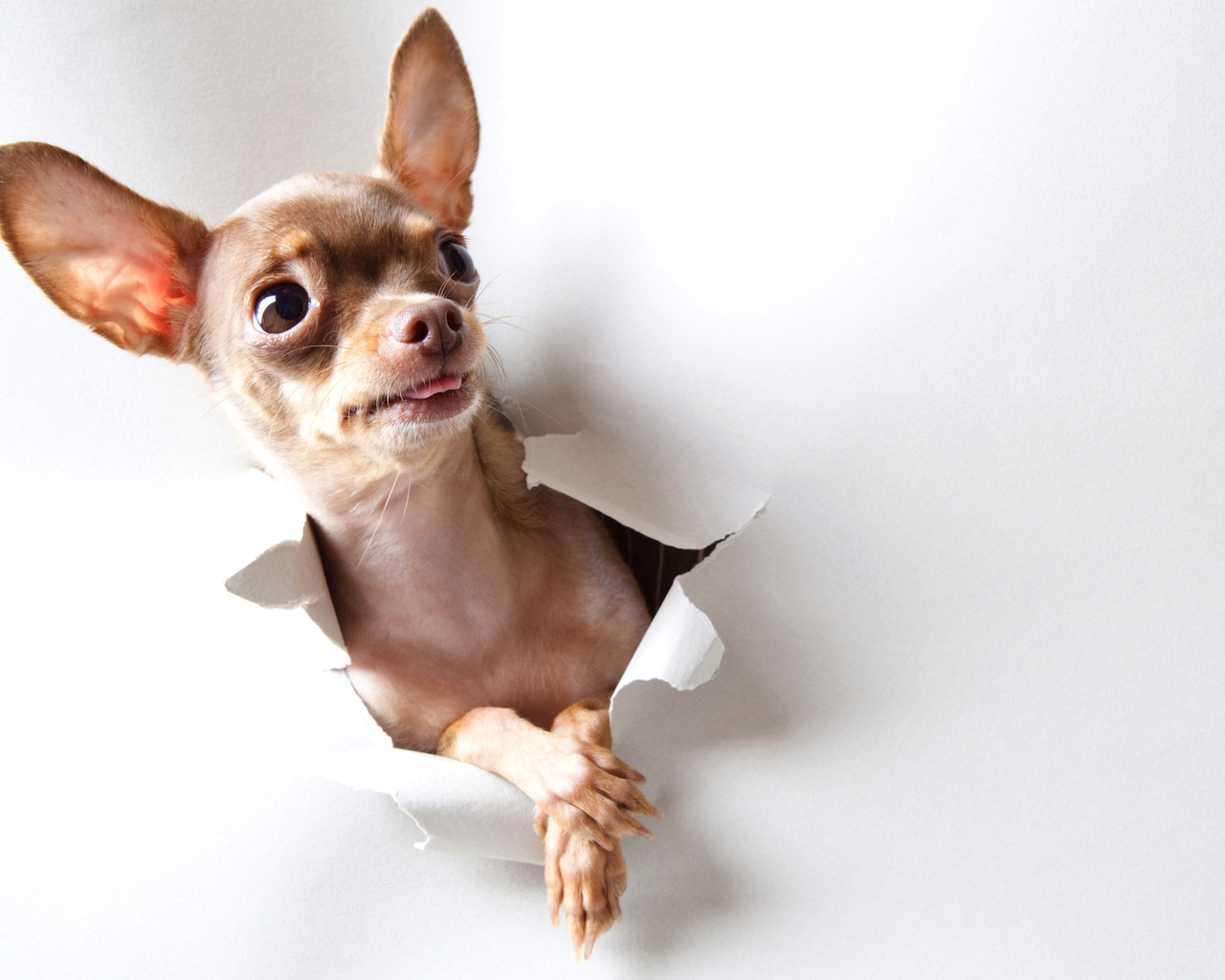 Curious Chihuahua for 1280 x 1024 resolution