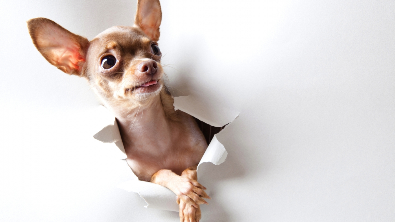 Curious Chihuahua for 1366 x 768 HDTV resolution
