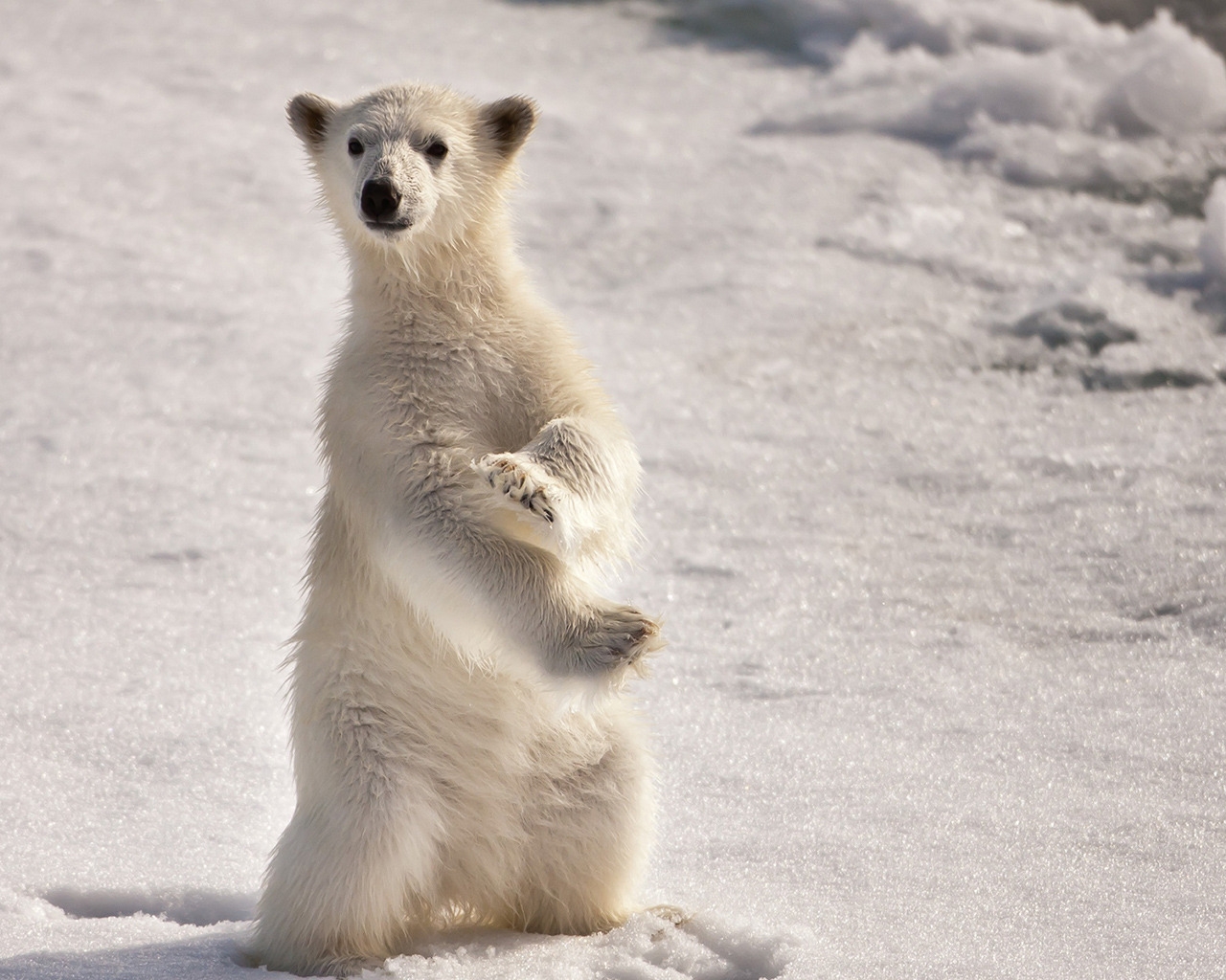 Curious Polar Bear for 1280 x 1024 resolution