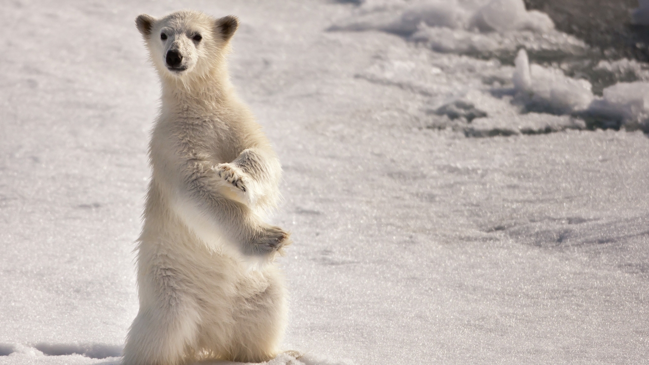 Curious Polar Bear for 1280 x 720 HDTV 720p resolution