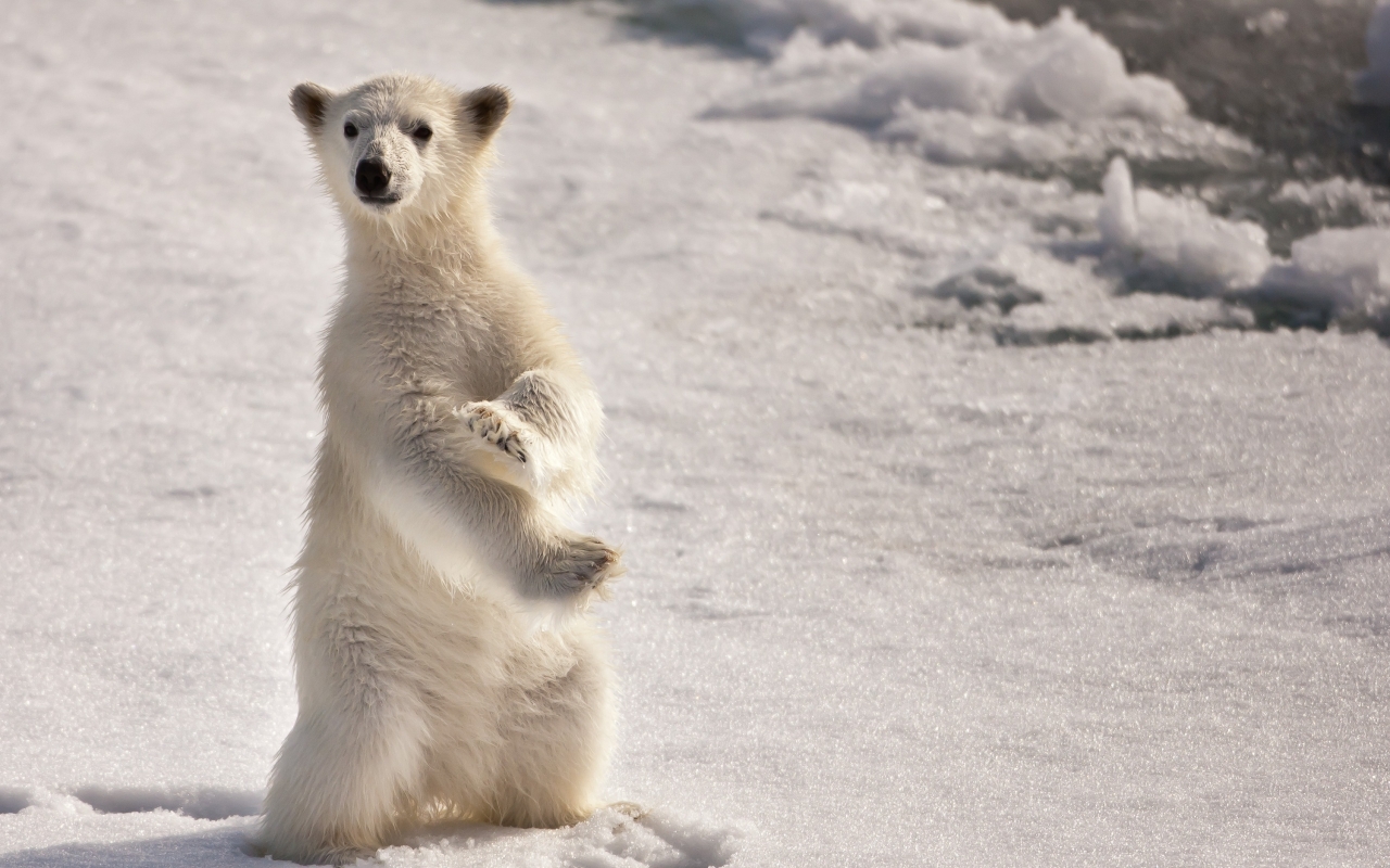 Curious Polar Bear for 1280 x 800 widescreen resolution